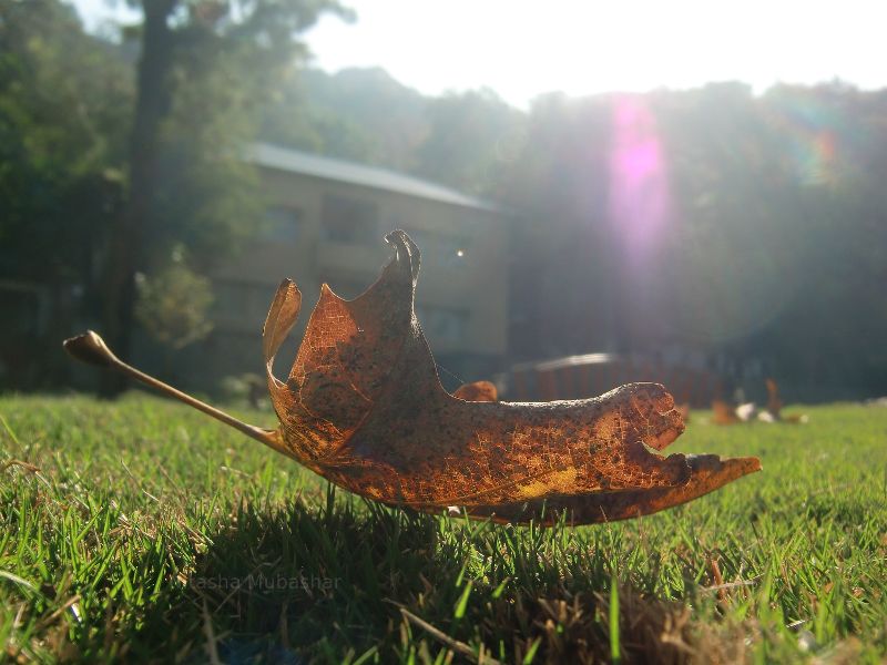 Beautiful shot of a backlit leaf.