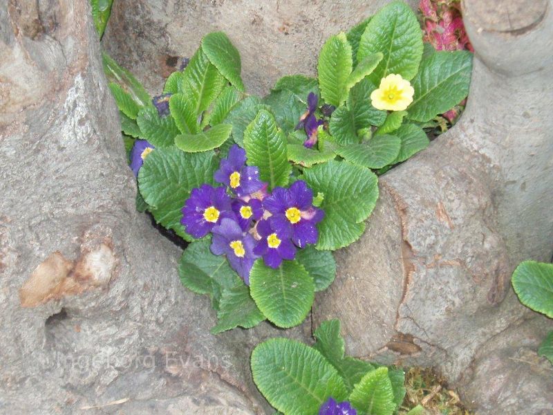 Primula in Canada