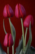 Gorgeous Tulips