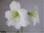 White Amaryllis