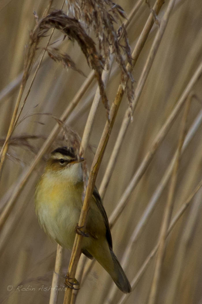 Reed Bunting in England.