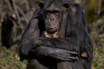 Mother and baby Chimpanzee