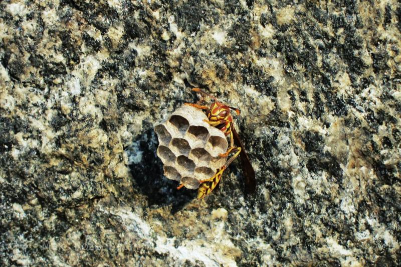 Hornet or maybe a wasp building a nest.