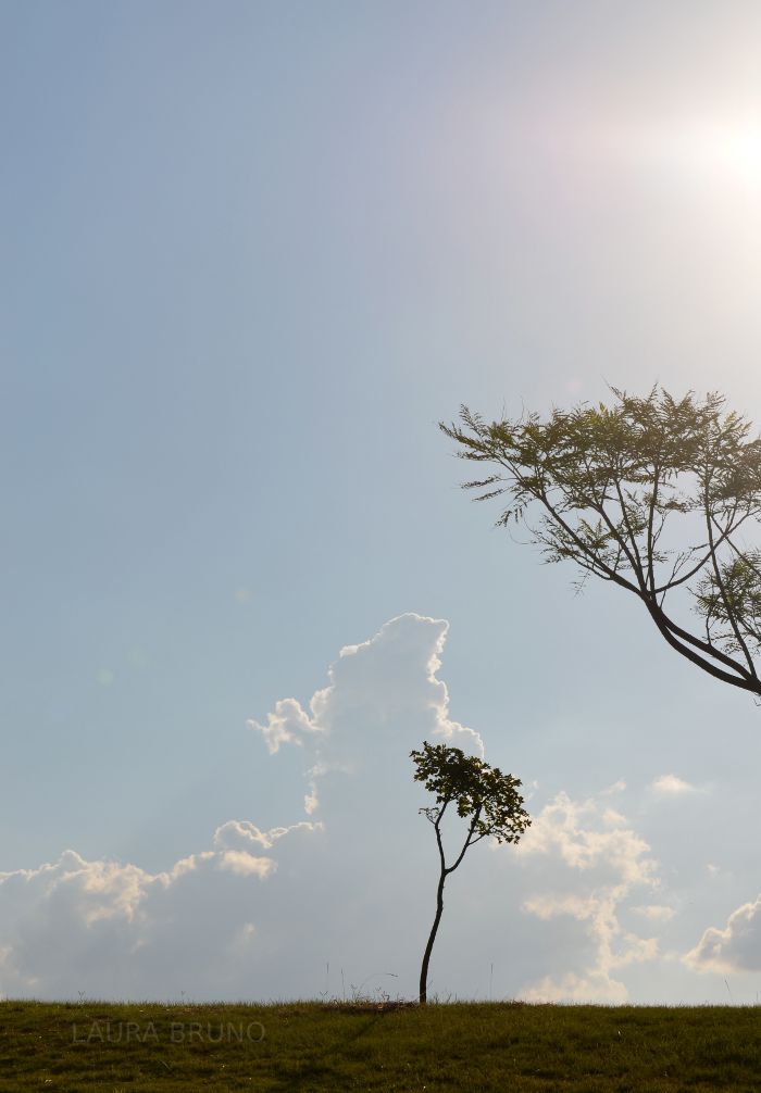 Brazilian trees