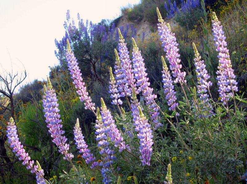 california lupine in california