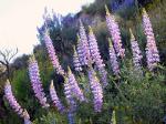 california lupine in california