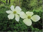 Dogwoods in British Columbia, Canada