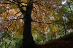 Golden leaves