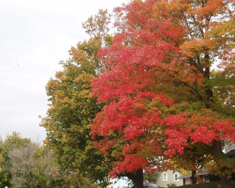 Autumn leaves in Canada