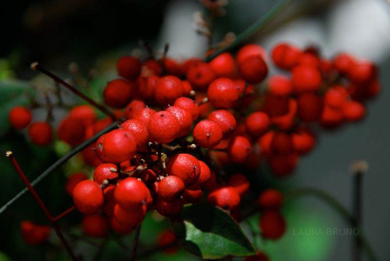 Budding Plants