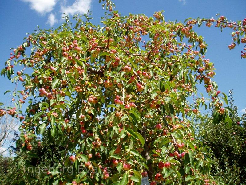Apple tree in Canada