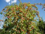 Apple tree in Canada