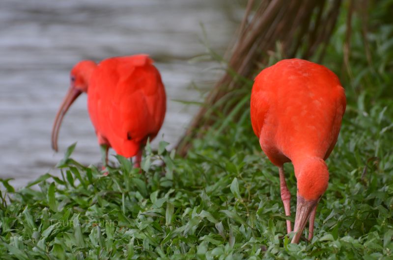 Flamingo in Brazil
