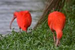 Flamingo in Brazil