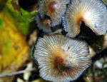 Mushroom in England