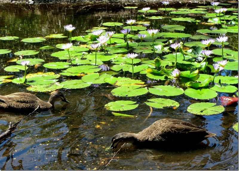 Ducks in Australia.