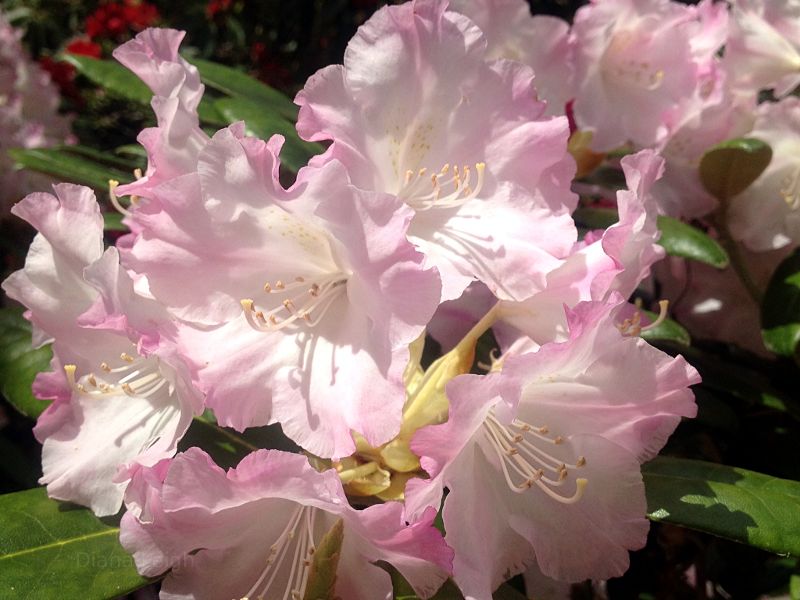 Pink Rhododendron