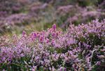 Scottish Heather up close