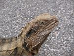 Water Dragon in Australia