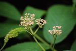 "Flowers about to bloom in Kolad Rain Forest."