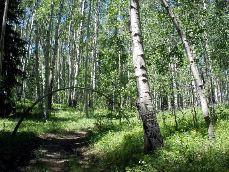 A hike through South San Juan Wilderness, CO.