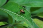 Insects in India