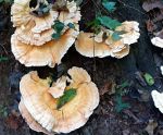 Mushroom in Saluda Trail Middle School Nature Area