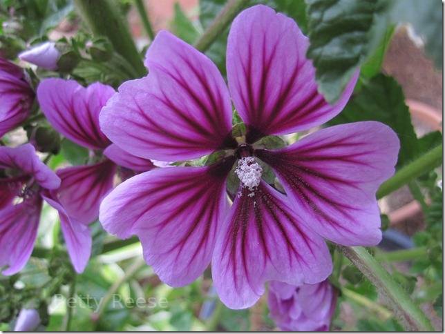 Flowers in British Columbia