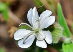 Beautiful flower with an insect