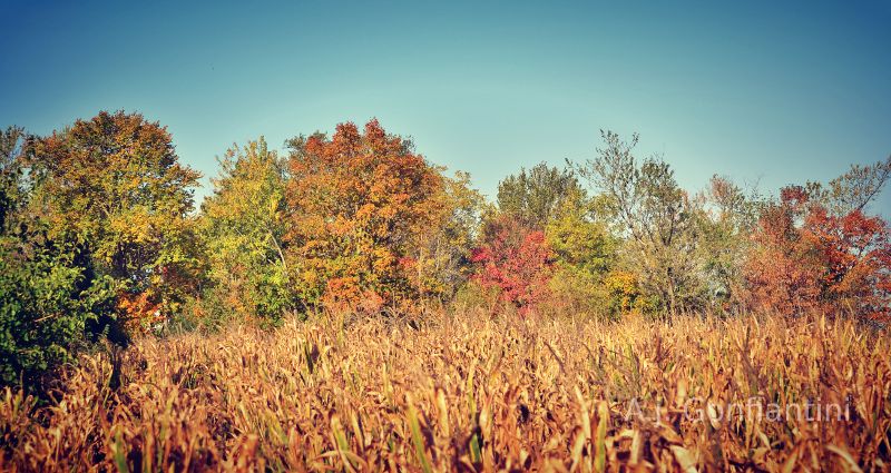 Fall colors