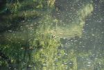 Docks and fallen leaves float on a creek