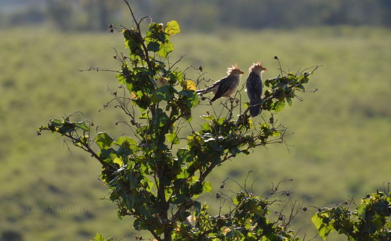 Birds in a bush!