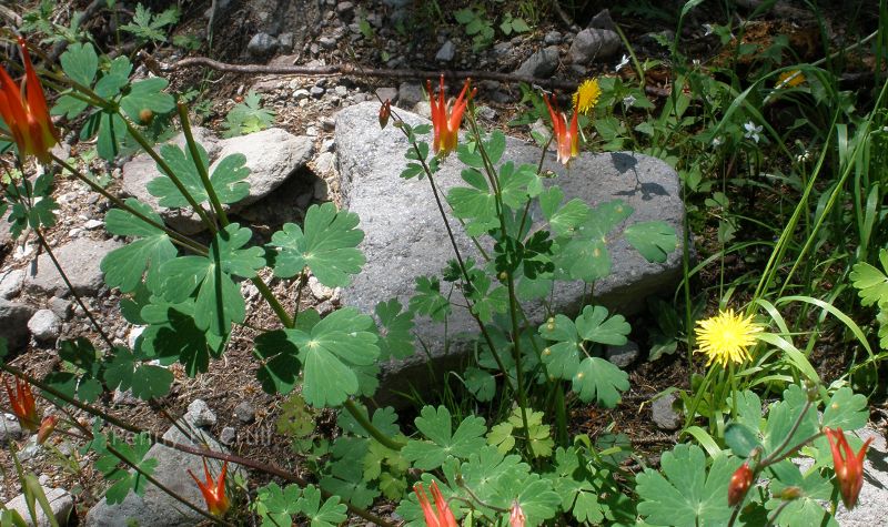 Near Four Mile Falls, North of Pagosa Springs, CO