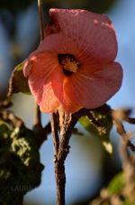 Beautiful flower in Brazil