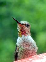 Hummingbird on window sill