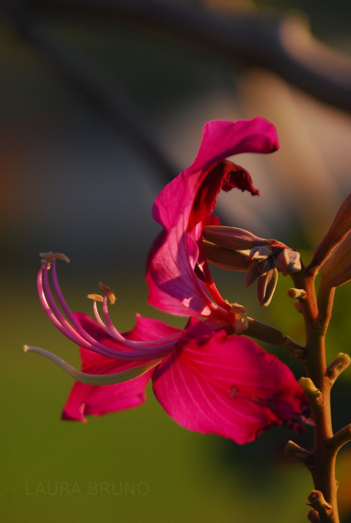 Beautiful flower in Brazil