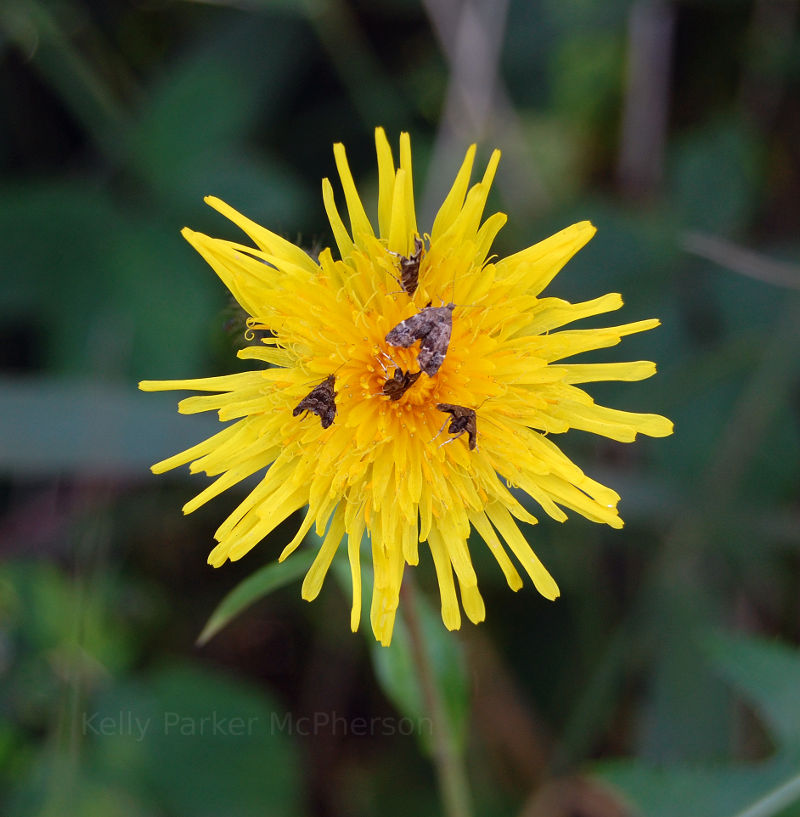 Insects on a flower.