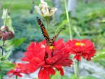 Butterfly in Ogunquit, Maine