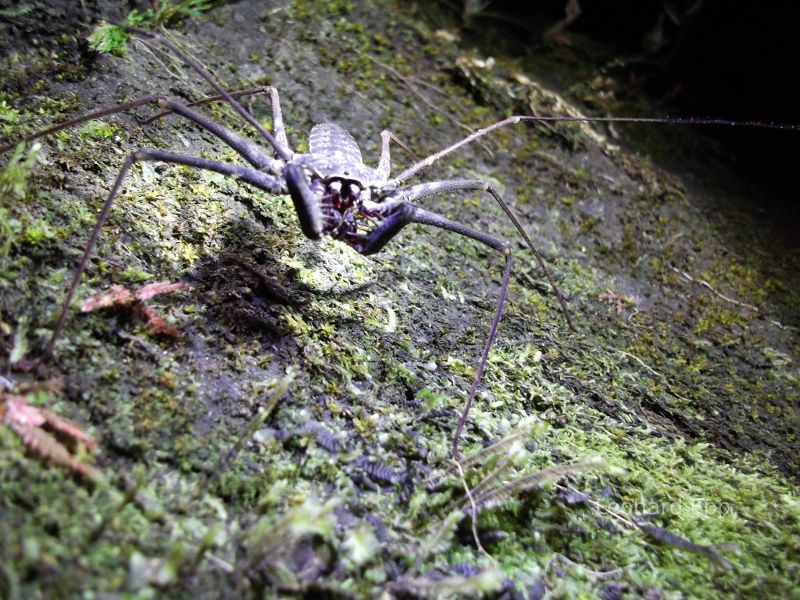 Scorpion in Costa Rica