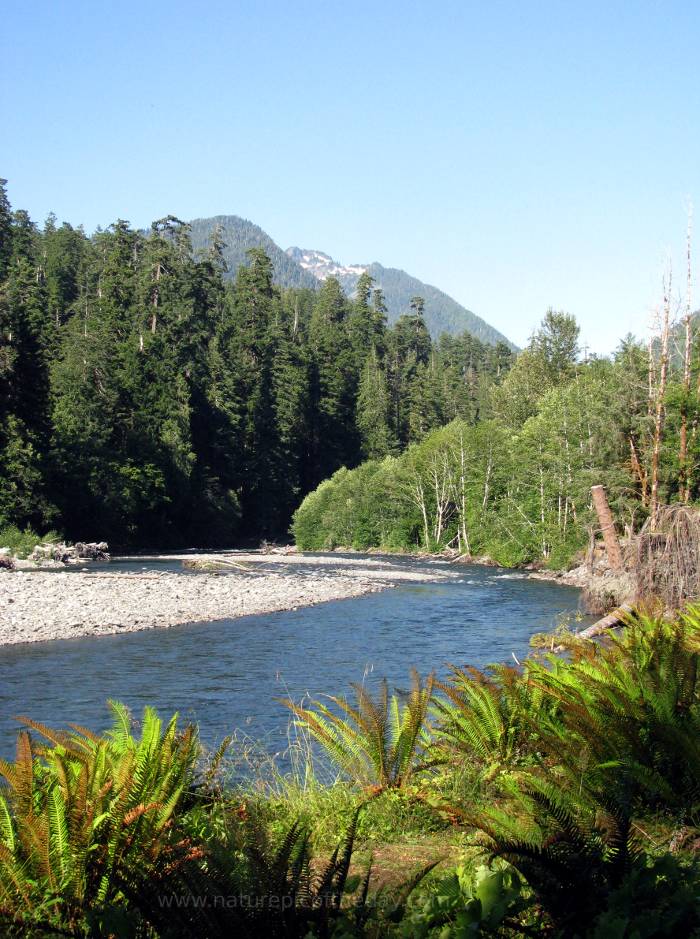 Quinalt River