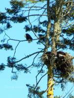 Bald Eagles