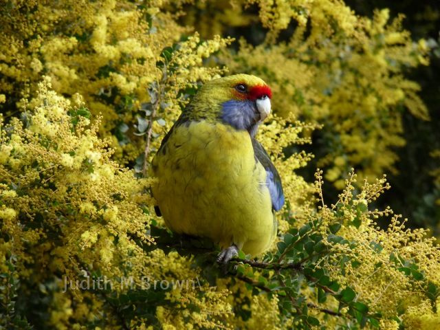 Parrot in Port Arthur, Tasmania, Australia
