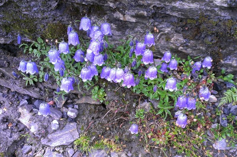 Beautiful flowers in t emountains.