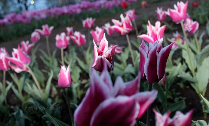 Tulips in Washington DC