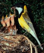 Bird feeding young