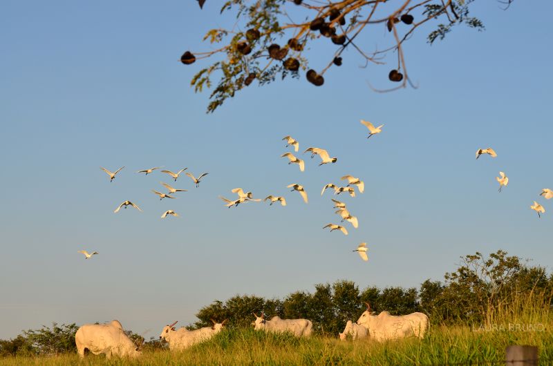 Ranching and Nature in Brazil