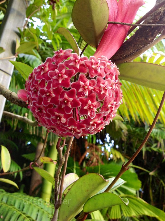 Tropical flowers