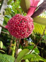 Tropical flowers