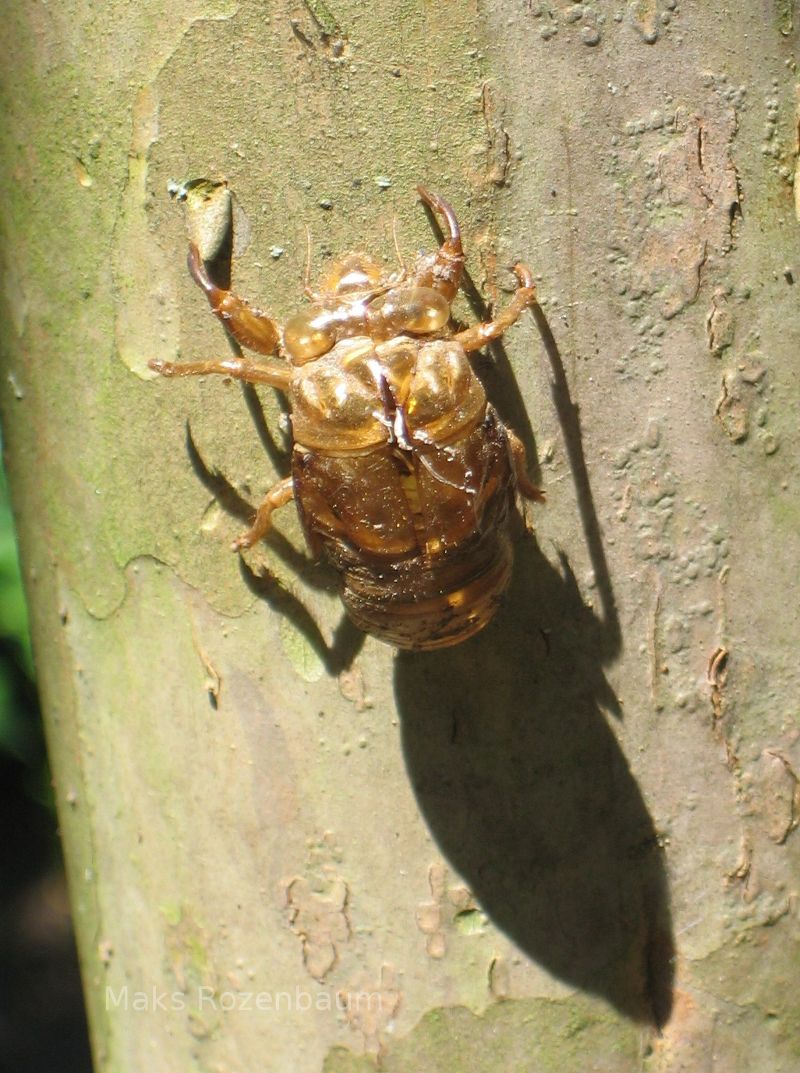 Cicada shell