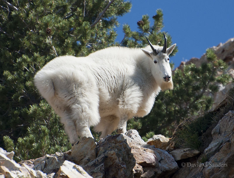 Mountain Goat in Utah.